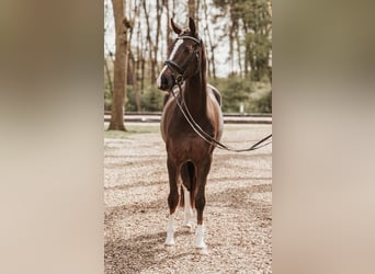 Oldenburgo, Yegua, 7 años, 169 cm, Alazán-tostado