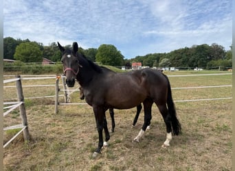 Oldenburgo, Yegua, 7 años, 170 cm, Castaño oscuro