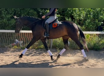 Oldenburgo, Yegua, 7 años, 170 cm, Morcillo