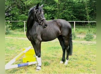 Oldenburgo, Yegua, 7 años, 170 cm, Negro