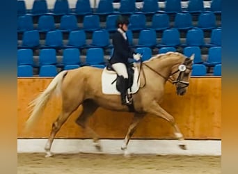 Oldenburgo, Yegua, 7 años, 170 cm, Palomino