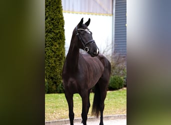 Oldenburgo, Yegua, 7 años, 171 cm, Negro