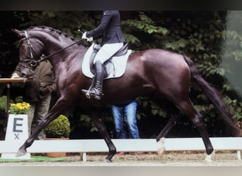 Oldenburgo, Yegua, 7 años, 172 cm, Negro