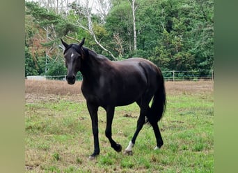 Oldenburgo, Yegua, 7 años, 172 cm, Negro