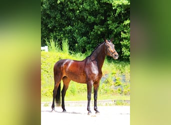 Oldenburgo, Yegua, 7 años, 174 cm, Castaño oscuro