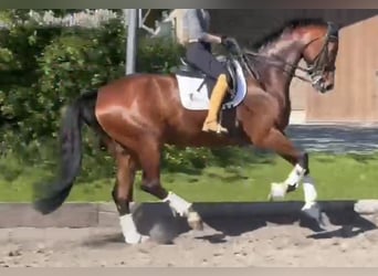 Oldenburgo, Yegua, 7 años, 176 cm, Castaño