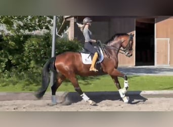Oldenburgo, Yegua, 7 años, 178 cm, Castaño