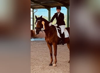 Oldenburgo, Yegua, 8 años, 161 cm, Alazán-tostado