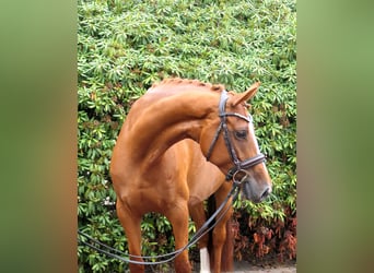 Oldenburgo, Yegua, 8 años, 162 cm, Alazán