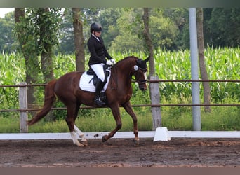 Oldenburgo, Yegua, 8 años, 163 cm, Alazán-tostado