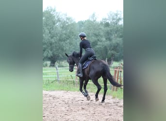 Oldenburgo, Yegua, 8 años, 164 cm, Negro