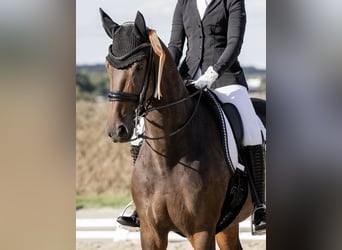 Oldenburgo, Yegua, 8 años, 165 cm, Castaño oscuro