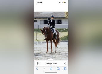 Oldenburgo, Yegua, 8 años, 166 cm, Alazán-tostado