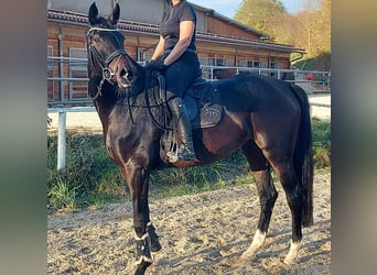 Oldenburgo, Yegua, 8 años, 170 cm, Morcillo