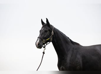 Oldenburgo, Yegua, 8 años, 175 cm, Negro