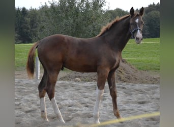 Oldenburgo, Yegua, 8 años, 176 cm, Castaño oscuro