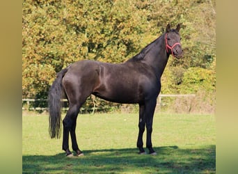 Oldenburgo, Yegua, 8 años, 177 cm, Negro