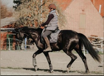 Oldenburgo, Yegua, 9 años, 158 cm, Negro
