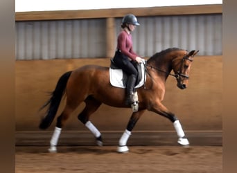 Oldenburgo, Yegua, 9 años, 162 cm, Castaño