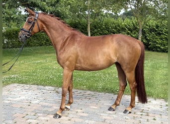 Oldenburgo, Yegua, 9 años, 165 cm, Alazán