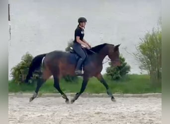 Oldenburgo, Yegua, 9 años, 168 cm, Castaño oscuro