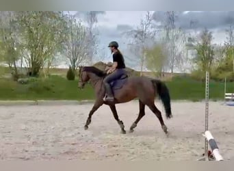 Oldenburgo, Yegua, 9 años, 168 cm, Castaño oscuro