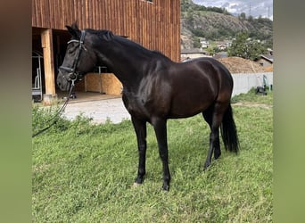 Oldenburgo, Yegua, 9 años, 170 cm, Morcillo