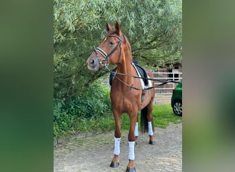 Oldenburgo, Yegua, 9 años, 172 cm, Alazán-tostado