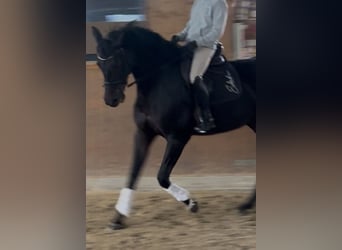 Oldenburgo, Yegua, 9 años, 172 cm, Castaño oscuro