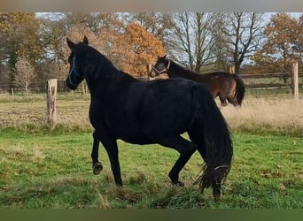 Oldenburgo, Yegua, 9 años, 172 cm, Castaño oscuro