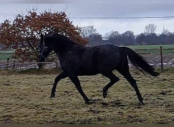 Oldenburgo, Yegua, 9 años, 172 cm, Castaño oscuro