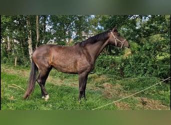 Oldenburgo, Yegua, 9 años, 172 cm, Castaño oscuro