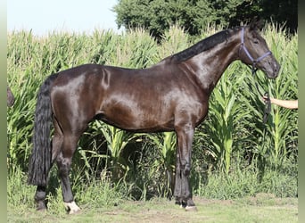 Oldenburgo, Yegua, 9 años, 176 cm, Negro