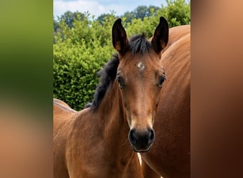 Oldenburgo, Yegua, Potro (05/2026), 168 cm, Castaño oscuro