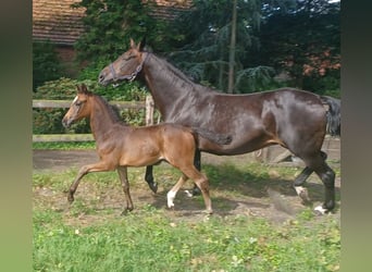 Oldenburgo, Yegua, Potro (05/2026), 168 cm, Morcillo