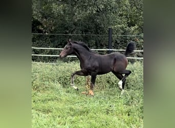 Oldenburgo, Yegua, Potro (05/2025), 169 cm