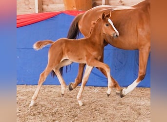 Oldenburgo, Yegua, Potro (05/2025), 172 cm, Castaño
