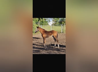 Oldenburgo, Yegua, Potro (03/2026), Alazán-tostado
