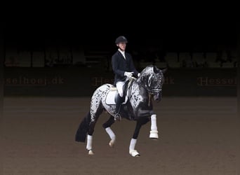 Oldenburgo, Yegua, Potro (03/2026)