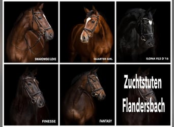 Oldenburgo, Yegua, Potro (01/2026)