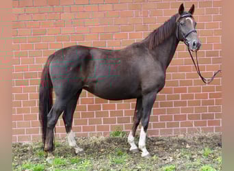 Oldenburgo, Yegua, Potro (05/2025), Morcillo