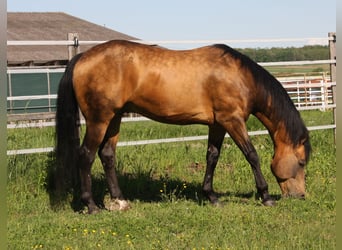 American Quarter Horse, Hengst, 19 Jahre, 146 cm, Buckskin