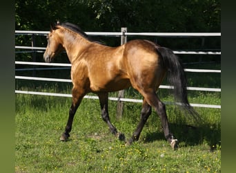 American Quarter Horse, Hengst, 19 Jahre, 146 cm, Buckskin