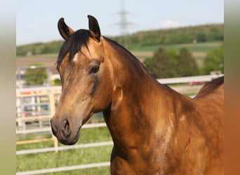 American Quarter Horse, Hengst, 18 Jahre, Buckskin