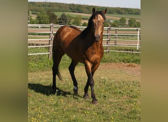 American Quarter Horse, Hengst, 18 Jahre, Buckskin