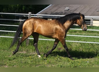 American Quarter Horse, Hengst, 19 Jaar, 146 cm, Buckskin