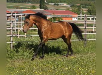 American Quarter Horse, Hengst, 19 Jaar, 146 cm, Buckskin