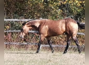 American Quarter Horse, Hengst, 18 Jaar, Buckskin