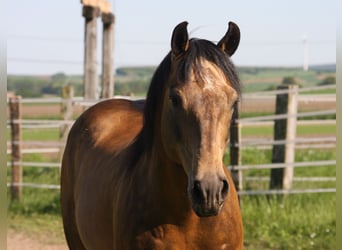 American Quarter Horse, Hengst, 18 Jaar, Buckskin