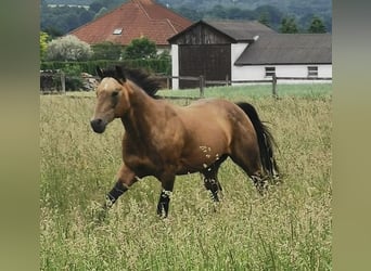 American Quarter Horse, Hengst, 18 Jaar, Buckskin